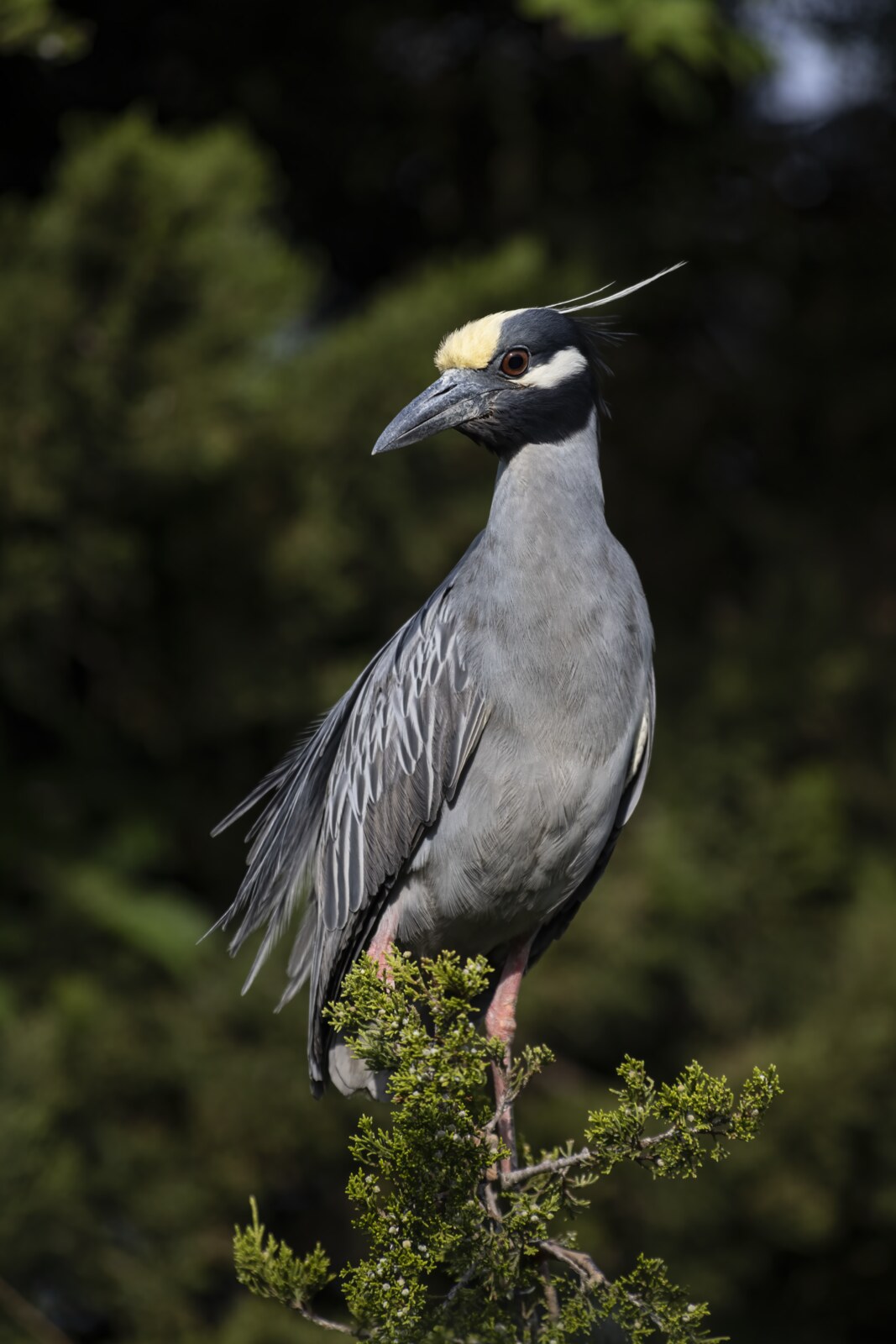 Yellow-crowned night-heron