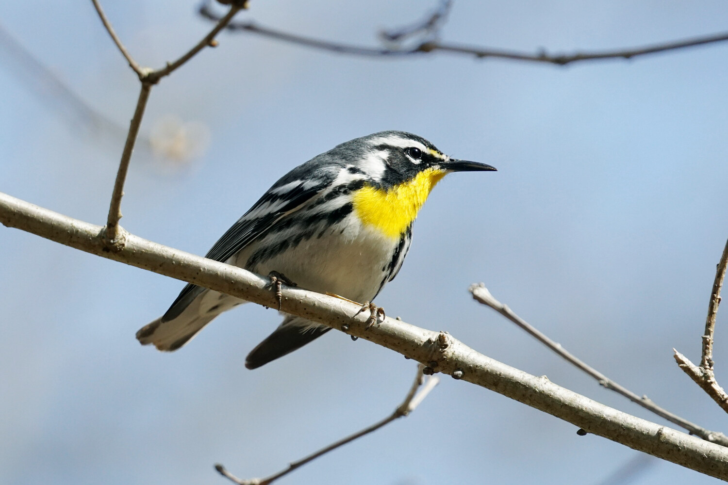 Yellow-throated warbler