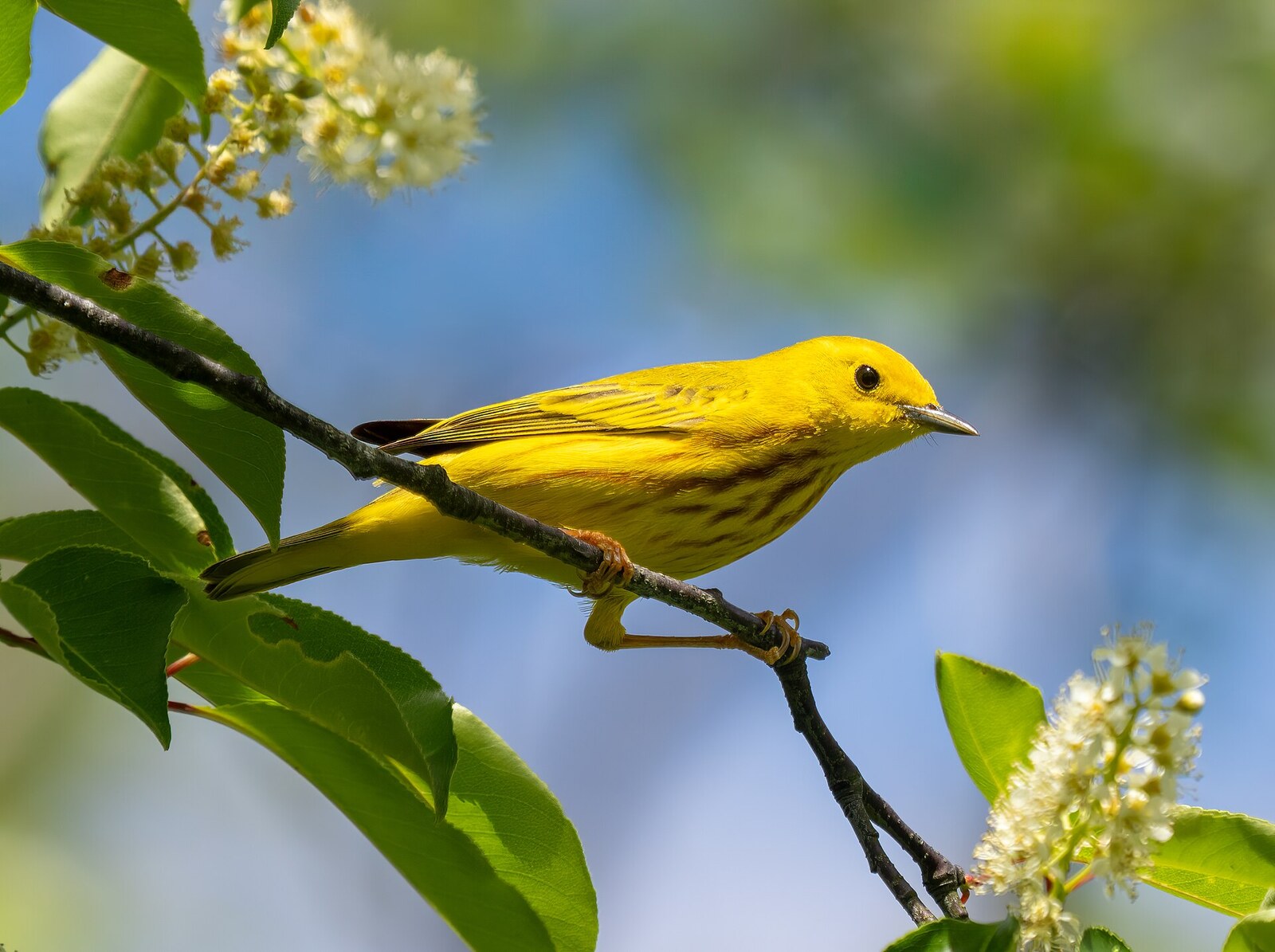 Yellow warbler