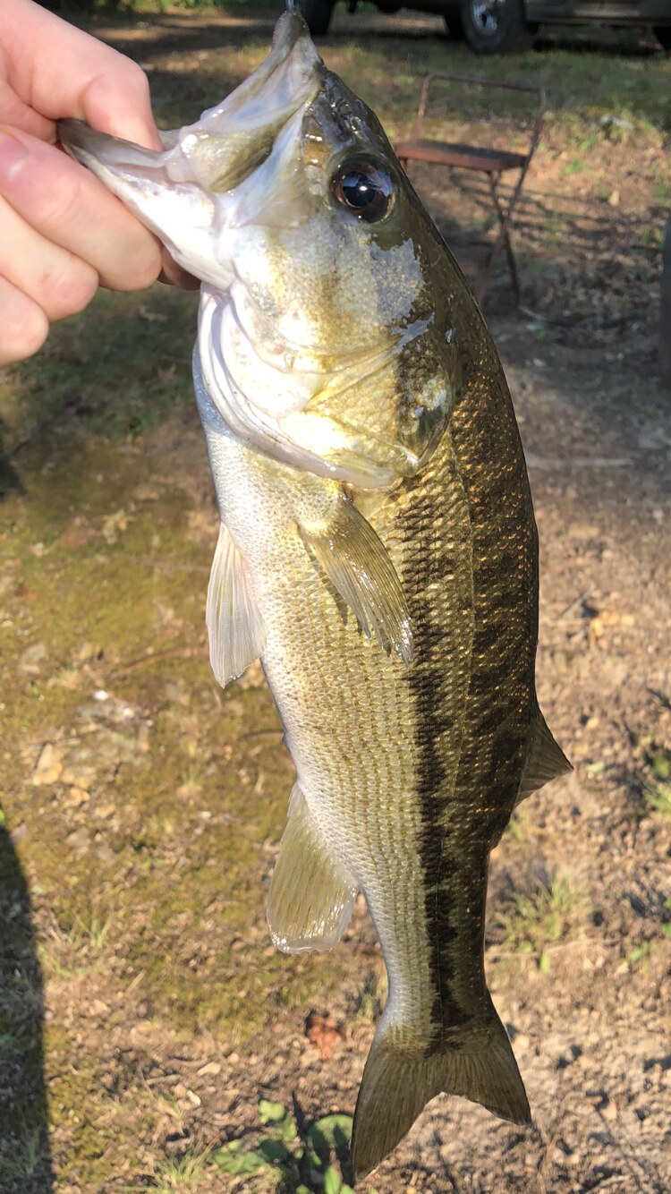 Alabama bass