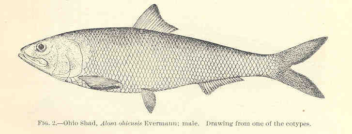 Alabama shad