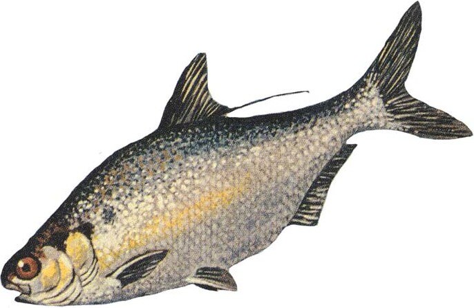 American gizzard shad