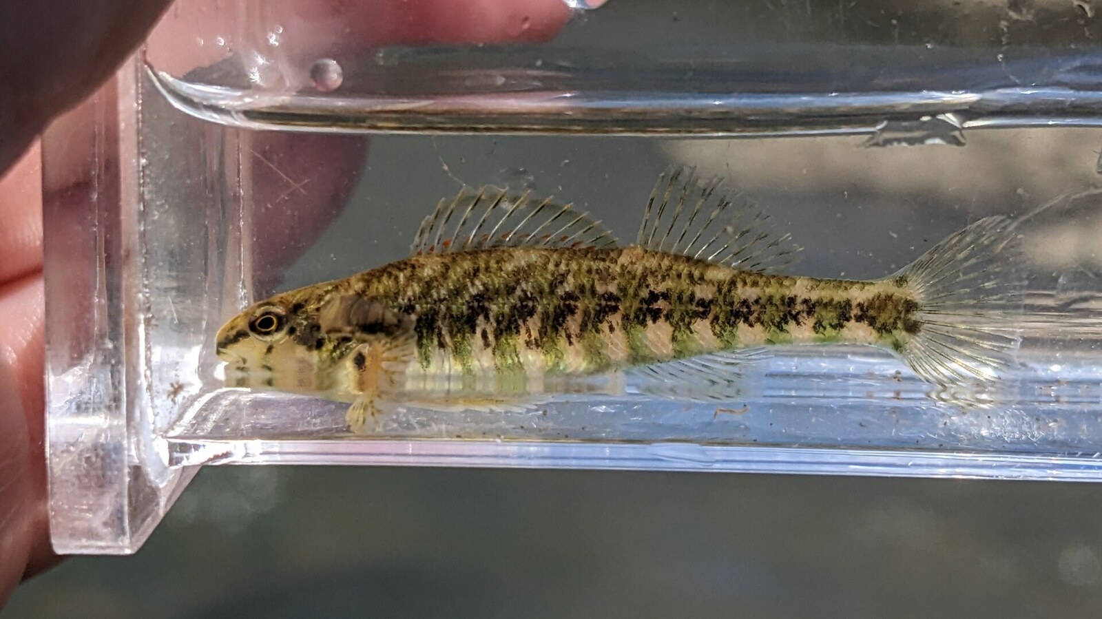 Banded darter