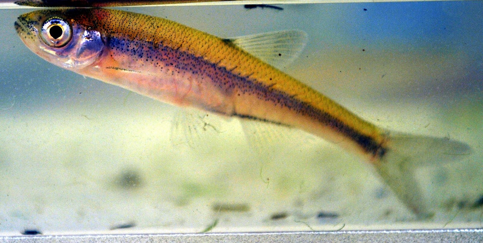 Bigeye shiner