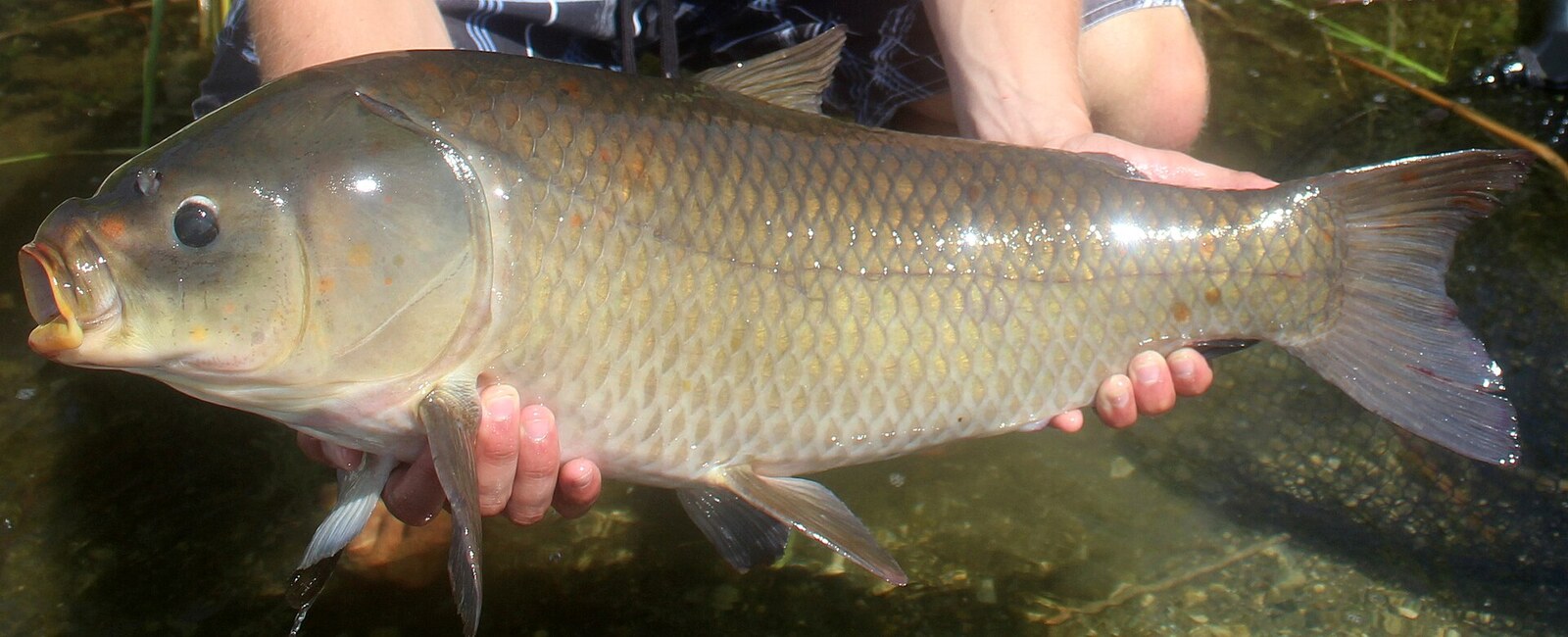 Bigmouth buffalo