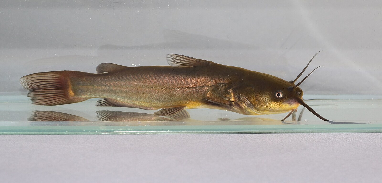 Black bullhead