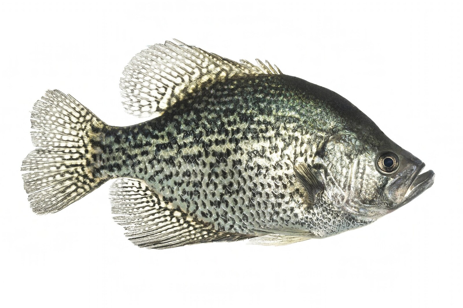 Black crappie