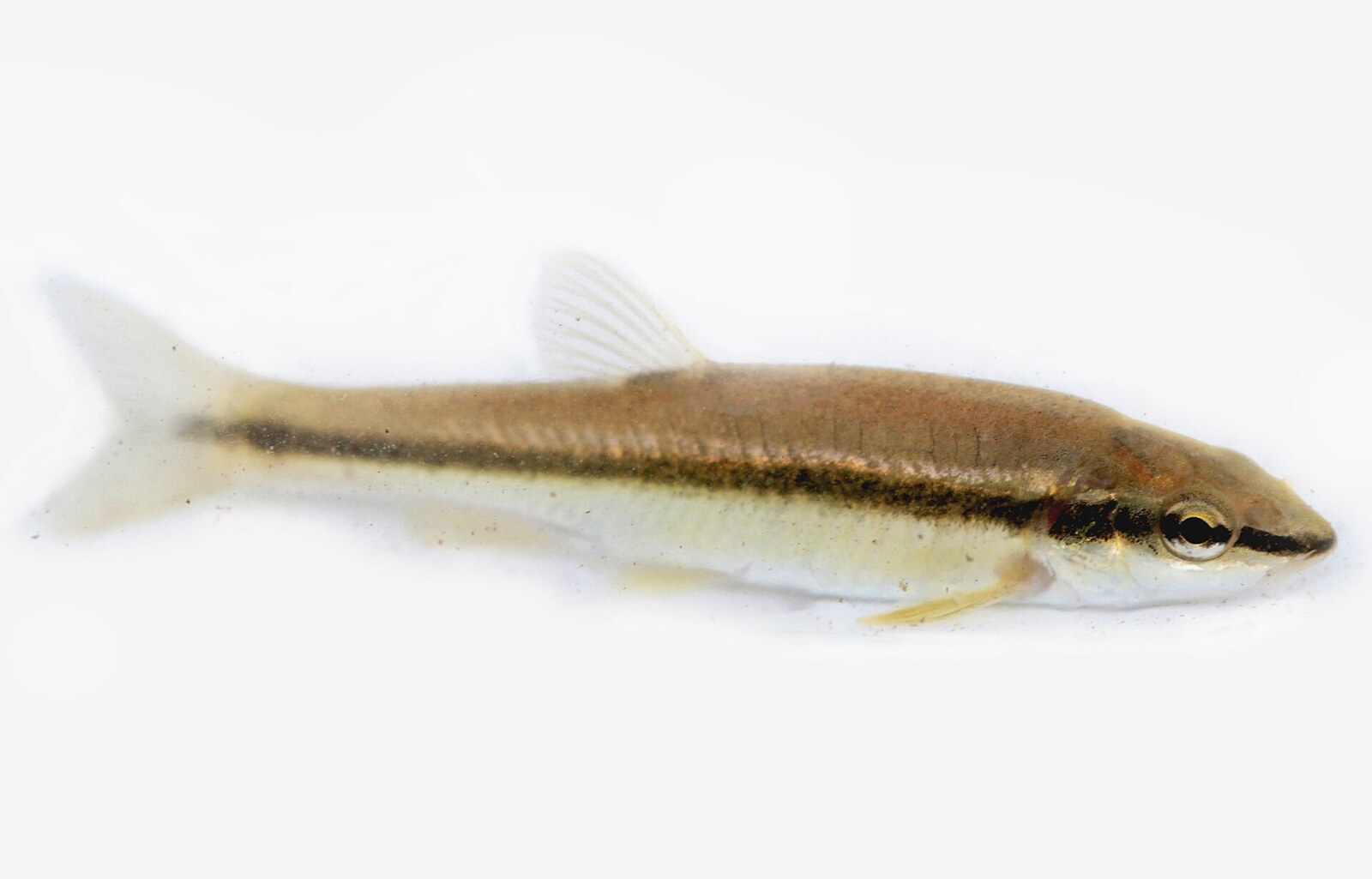 Blacknose dace