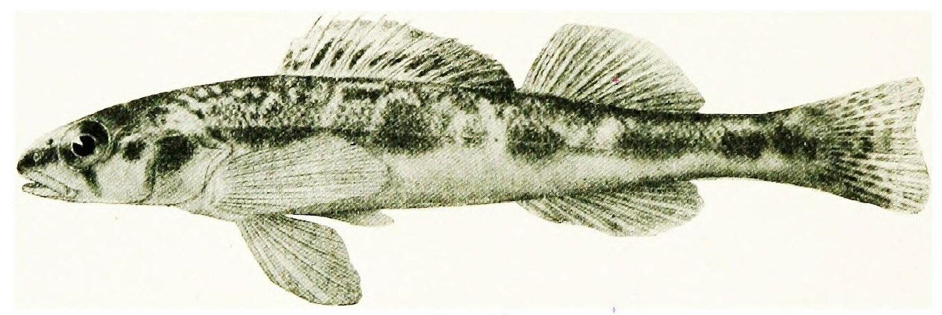 Blackside darter