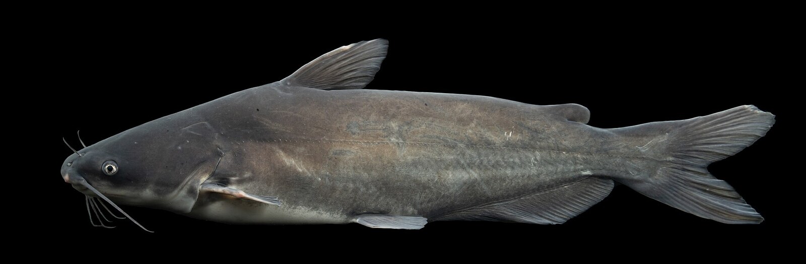 Blue catfish