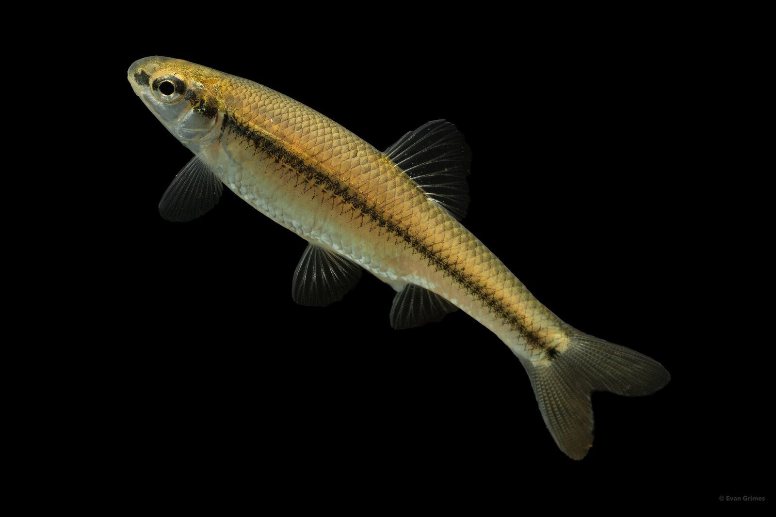 Bluntnose minnow