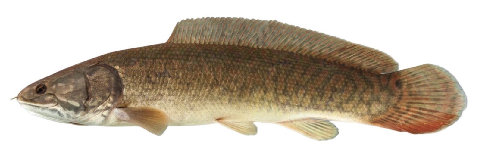 Bowfin