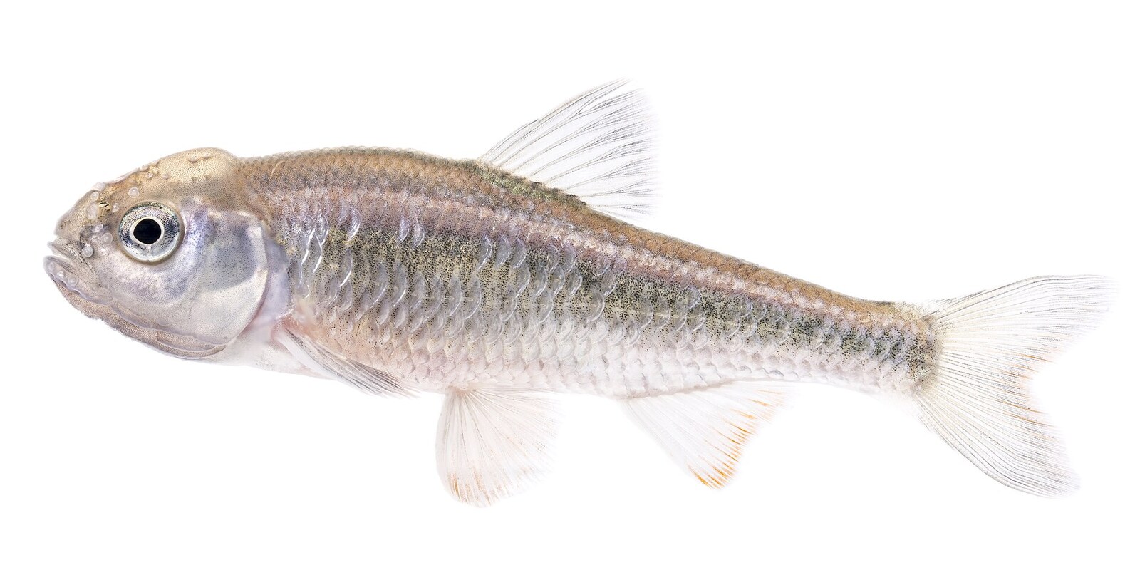 Common shiner