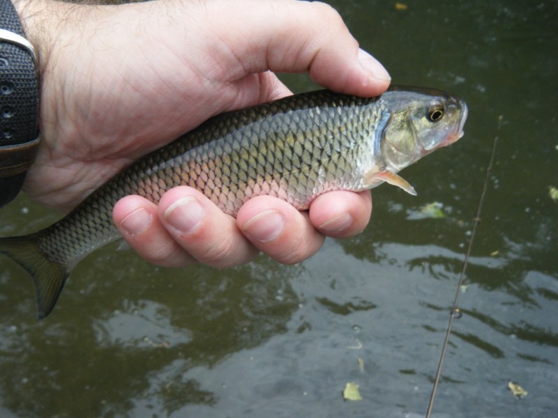 Creek chub