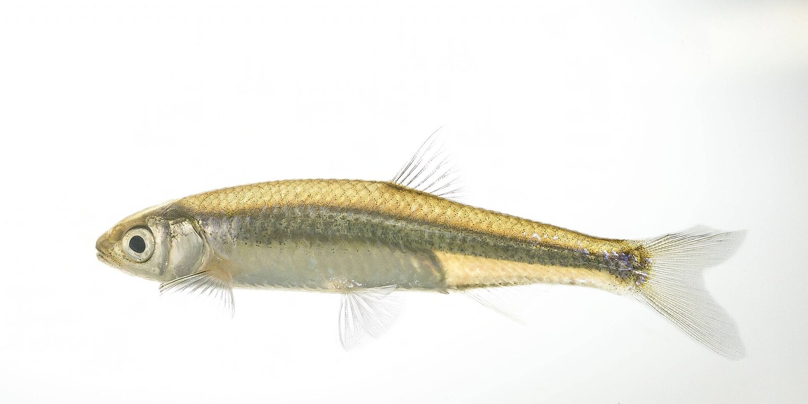 Emerald shiner