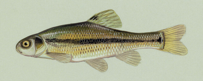 Fathead minnow