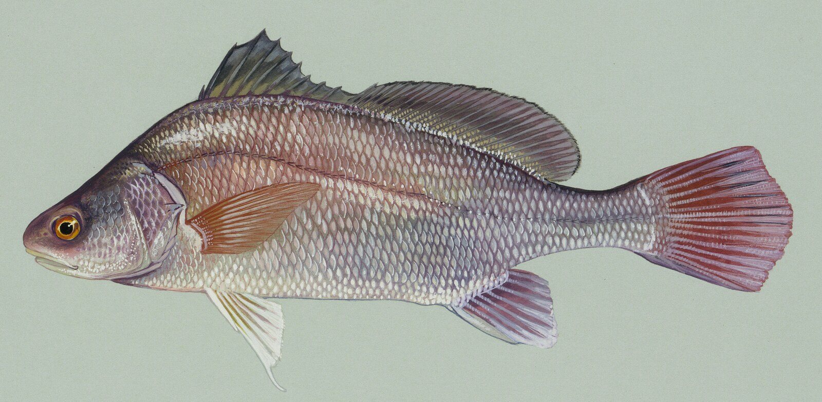 Freshwater drum