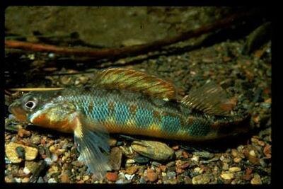 Gilt darter