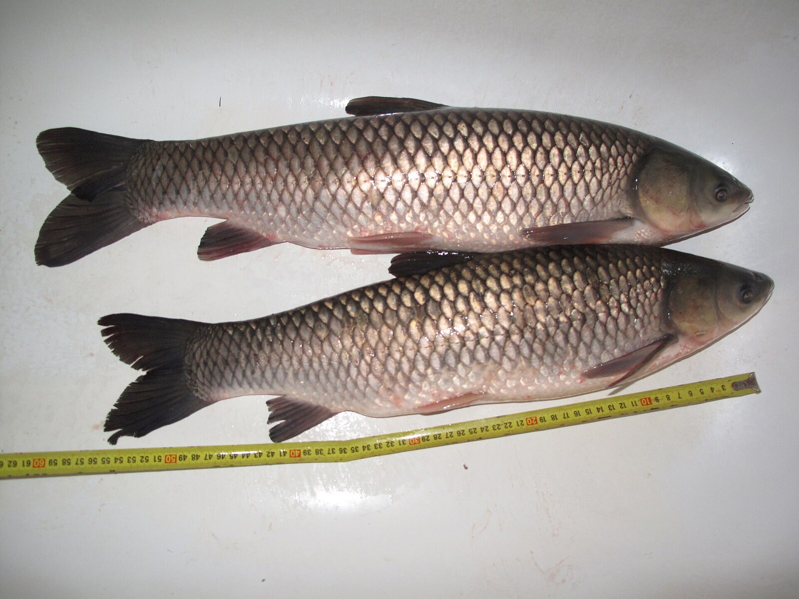 Grass carp