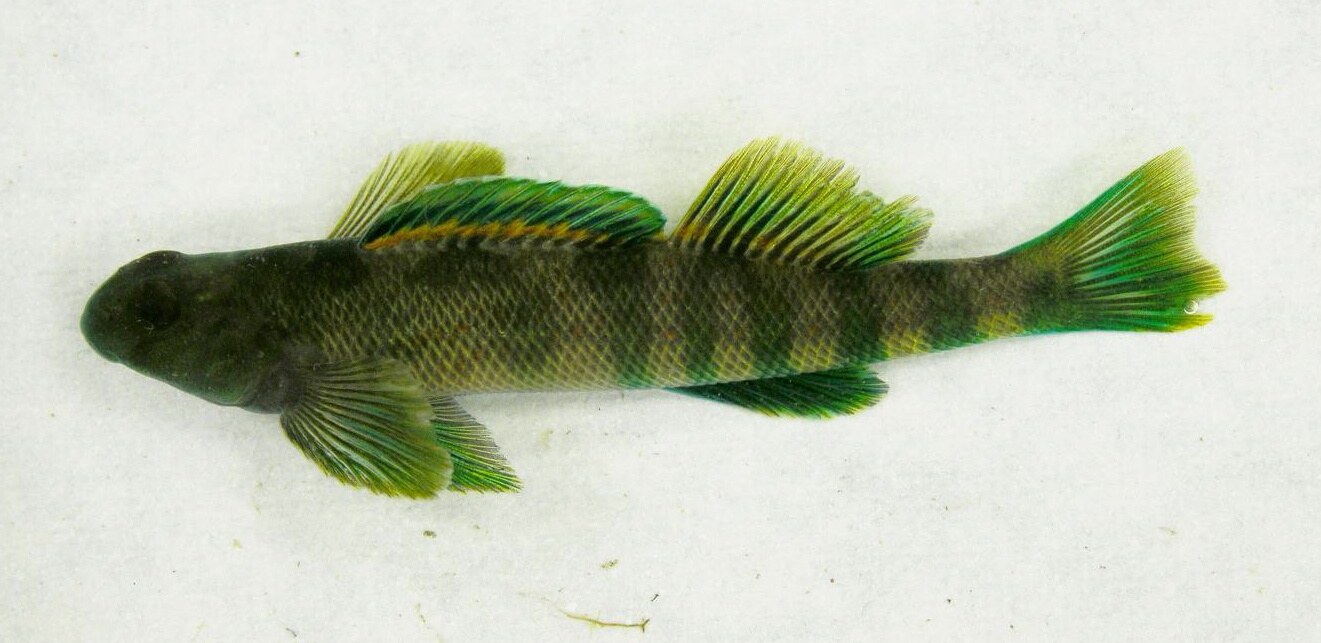 Greenside darter