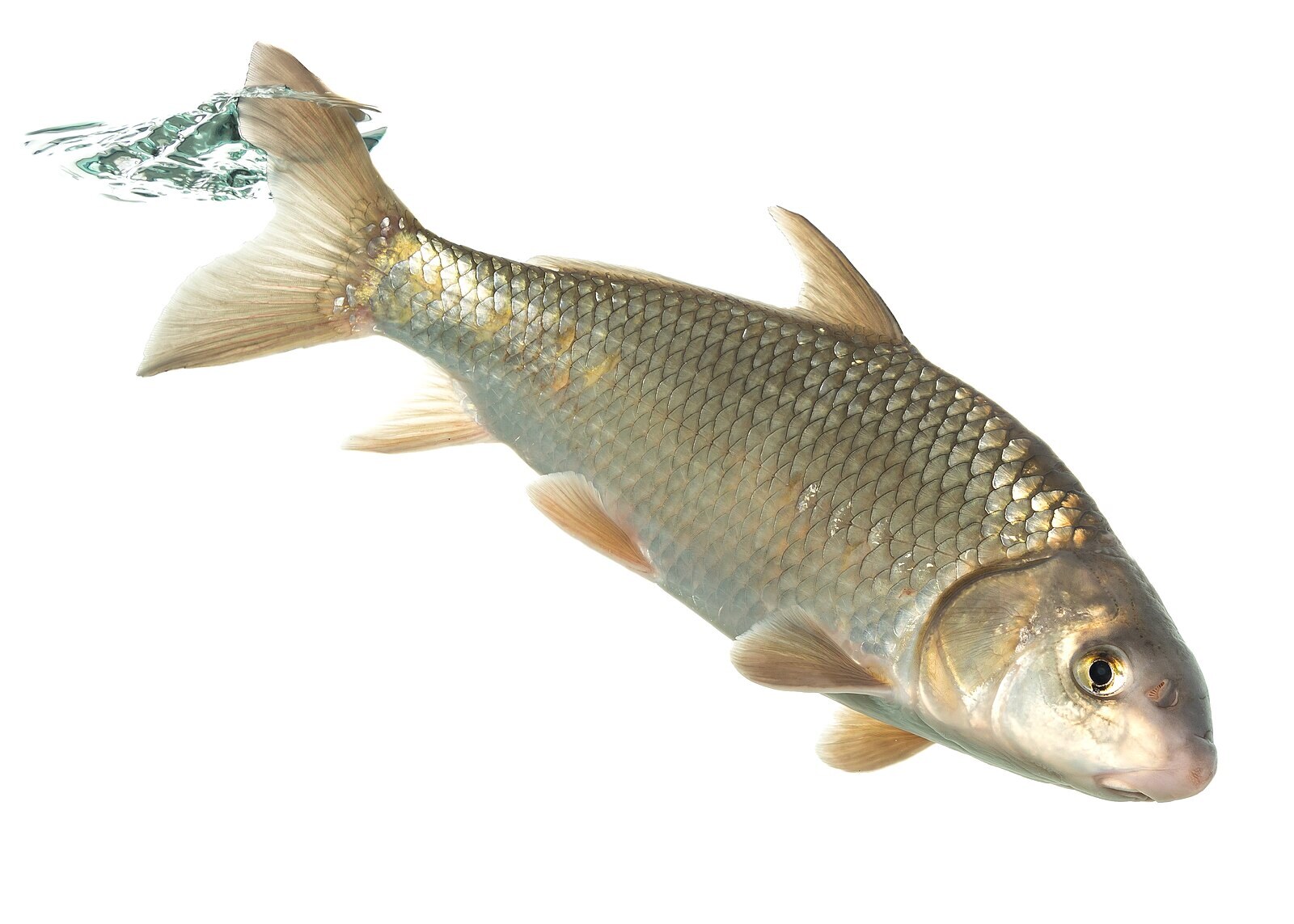 Highfin carpsucker