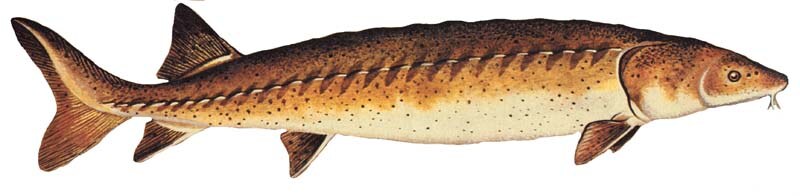 Lake sturgeon