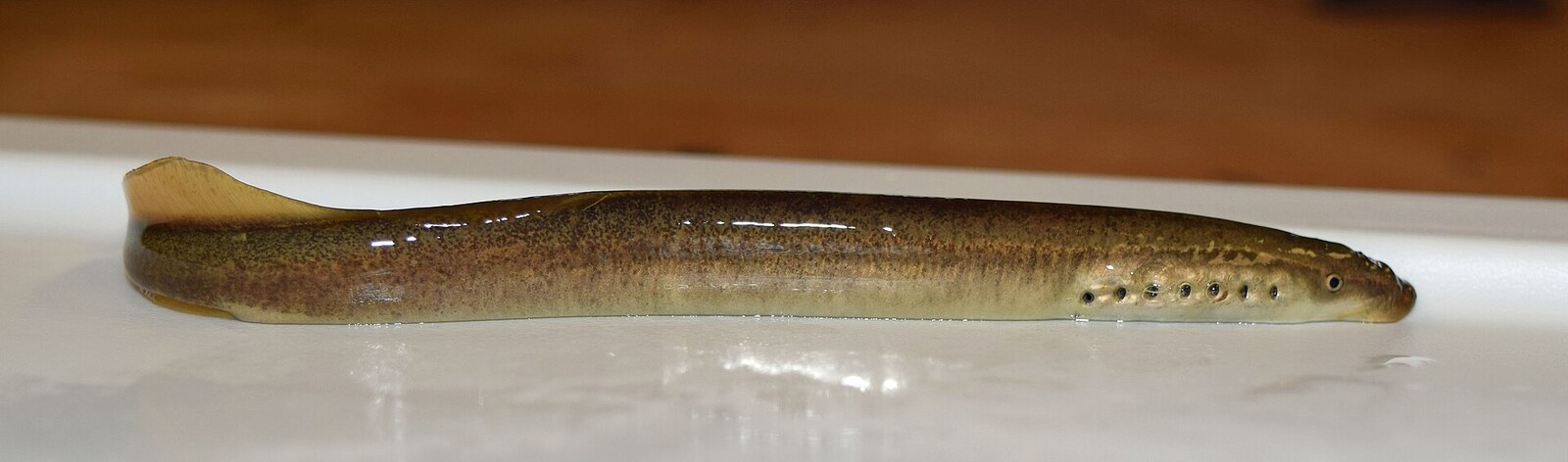 Least brook lamprey
