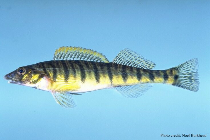 Logperch