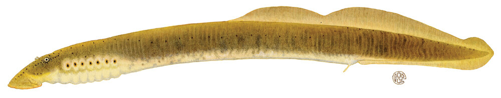 Mountain brook lamprey