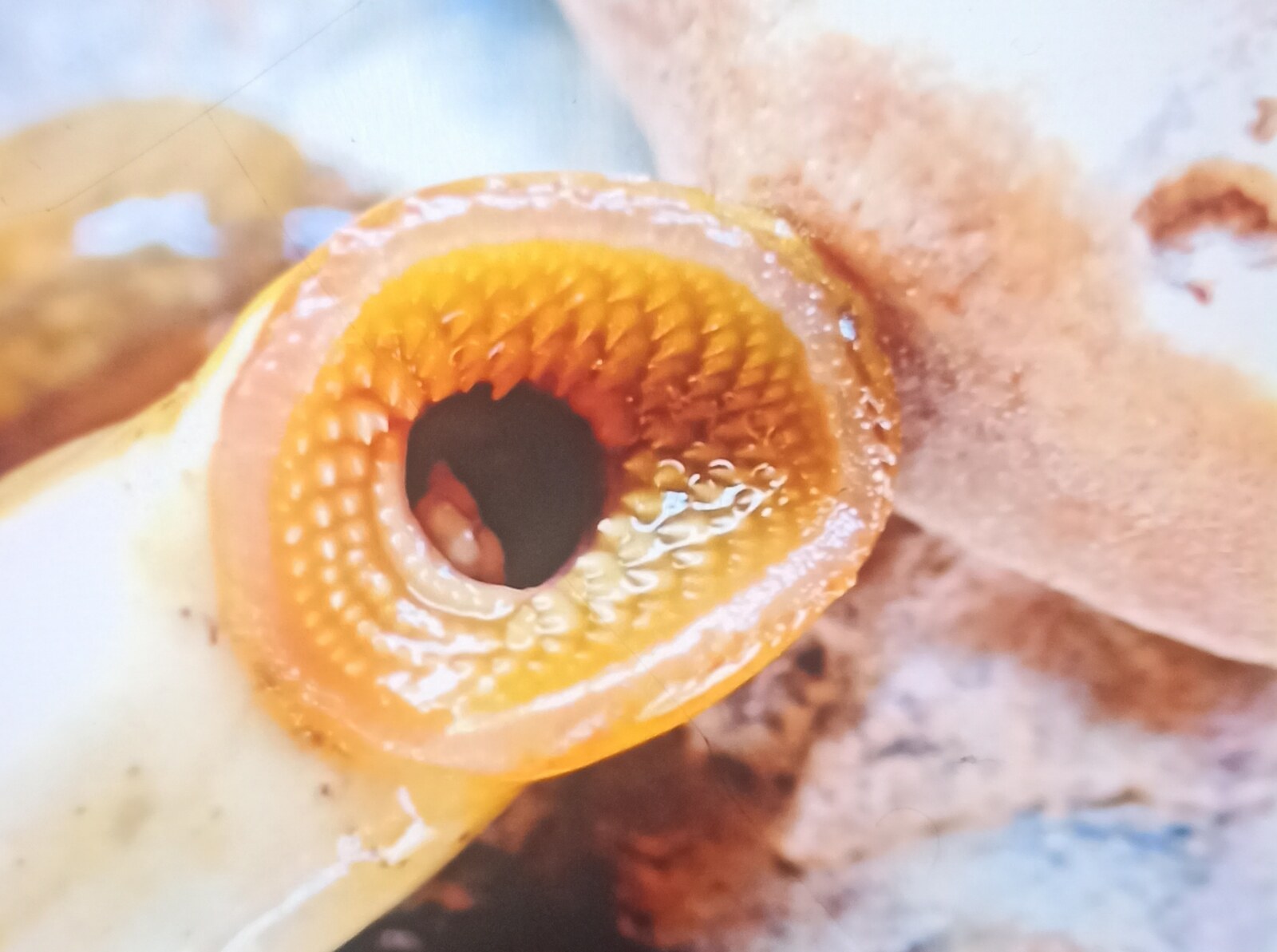 Ohio lamprey