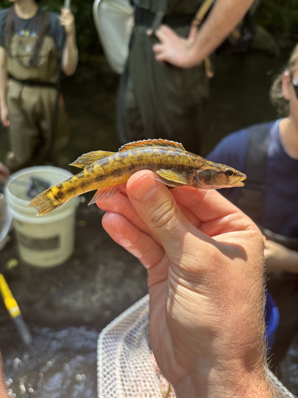 Olive darter