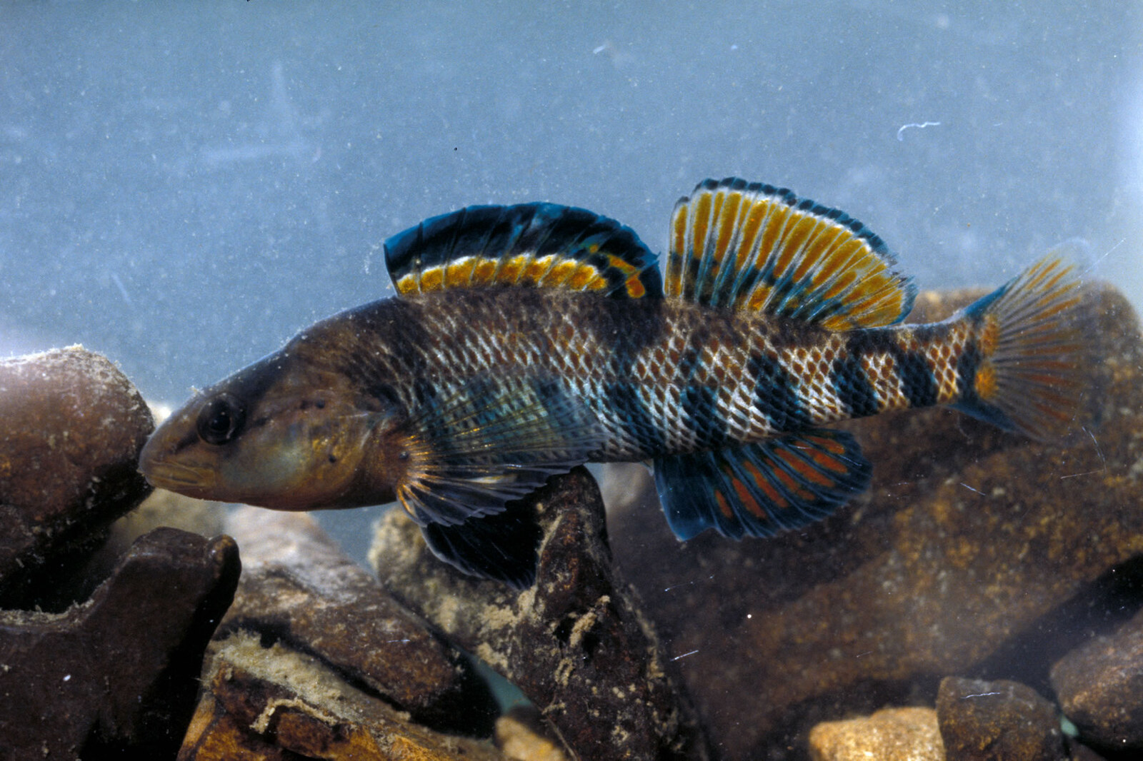 Rainbow darter