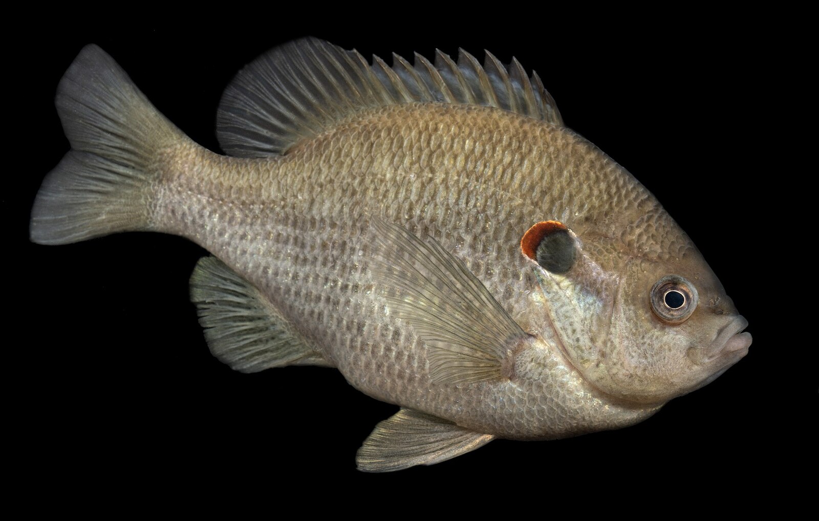 Redear sunfish