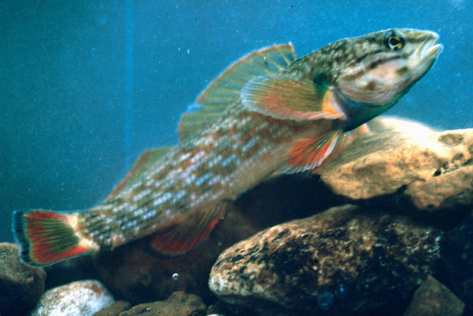 Redline darter