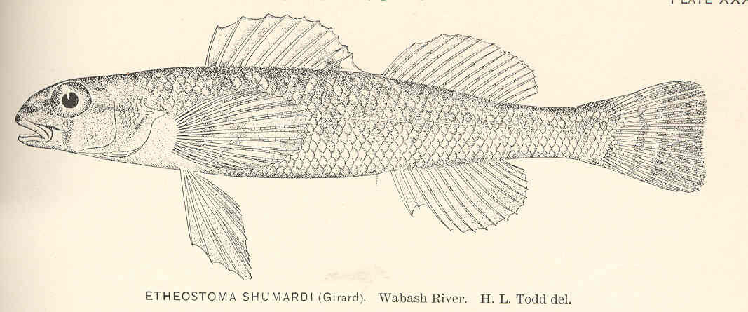 River darter