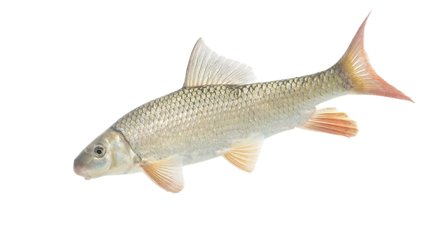 Shorthead redhorse