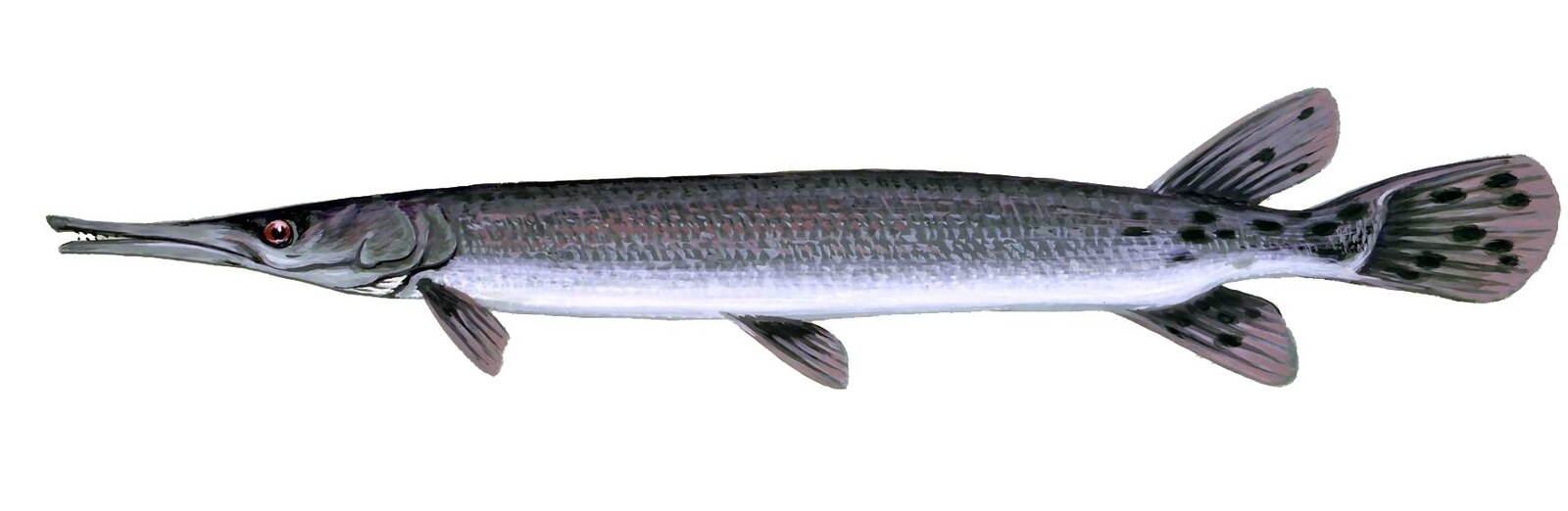 Shortnose gar