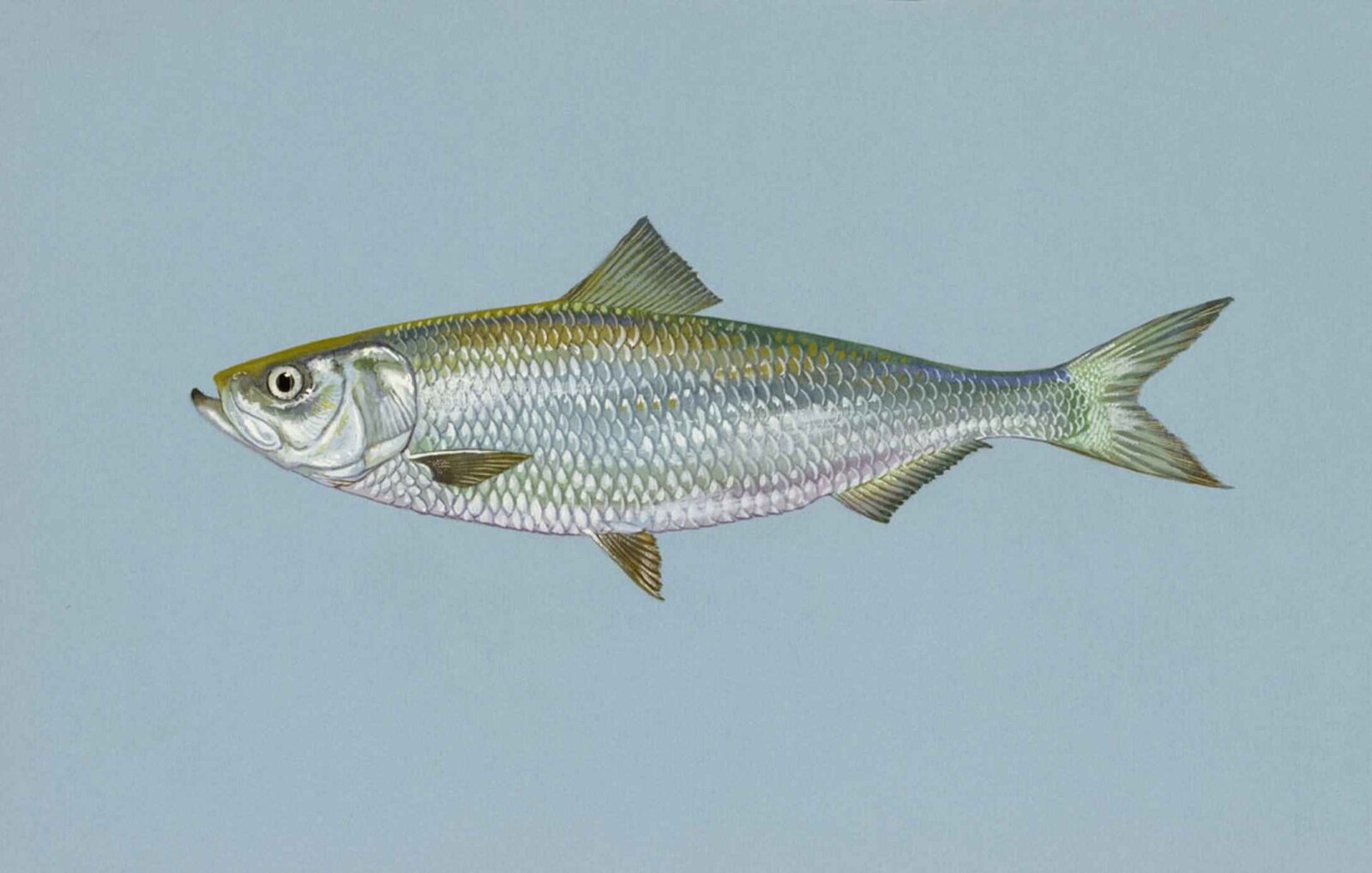 Skipjack shad