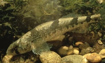 Snail darter