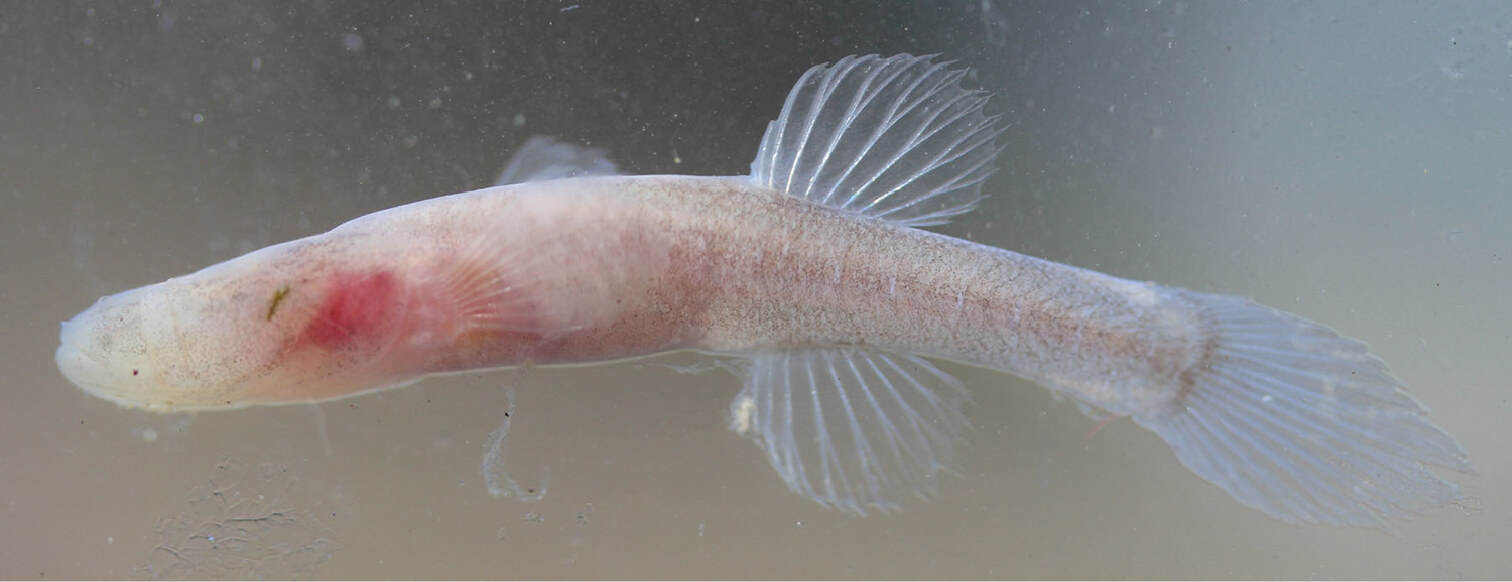 Southern cavefish