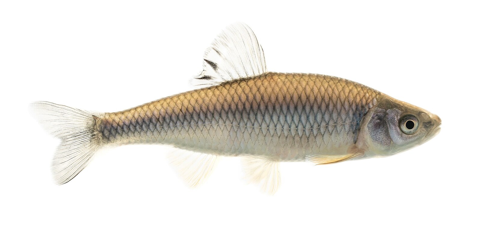 Spotfin shiner