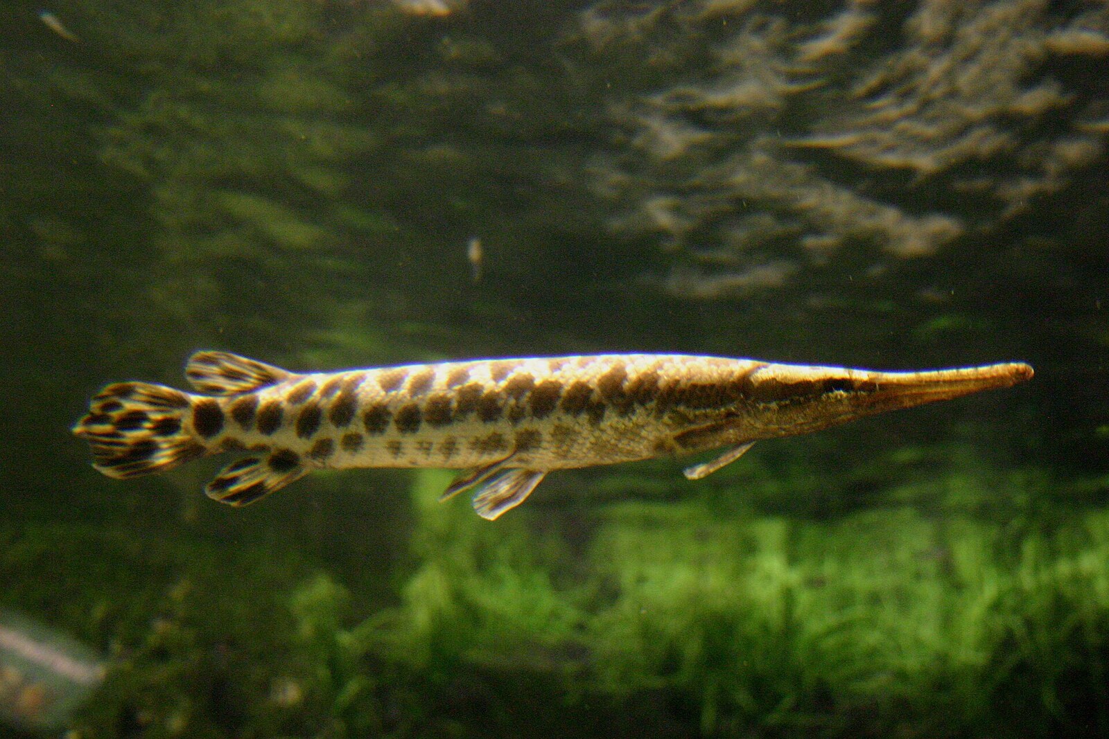 Spotted gar