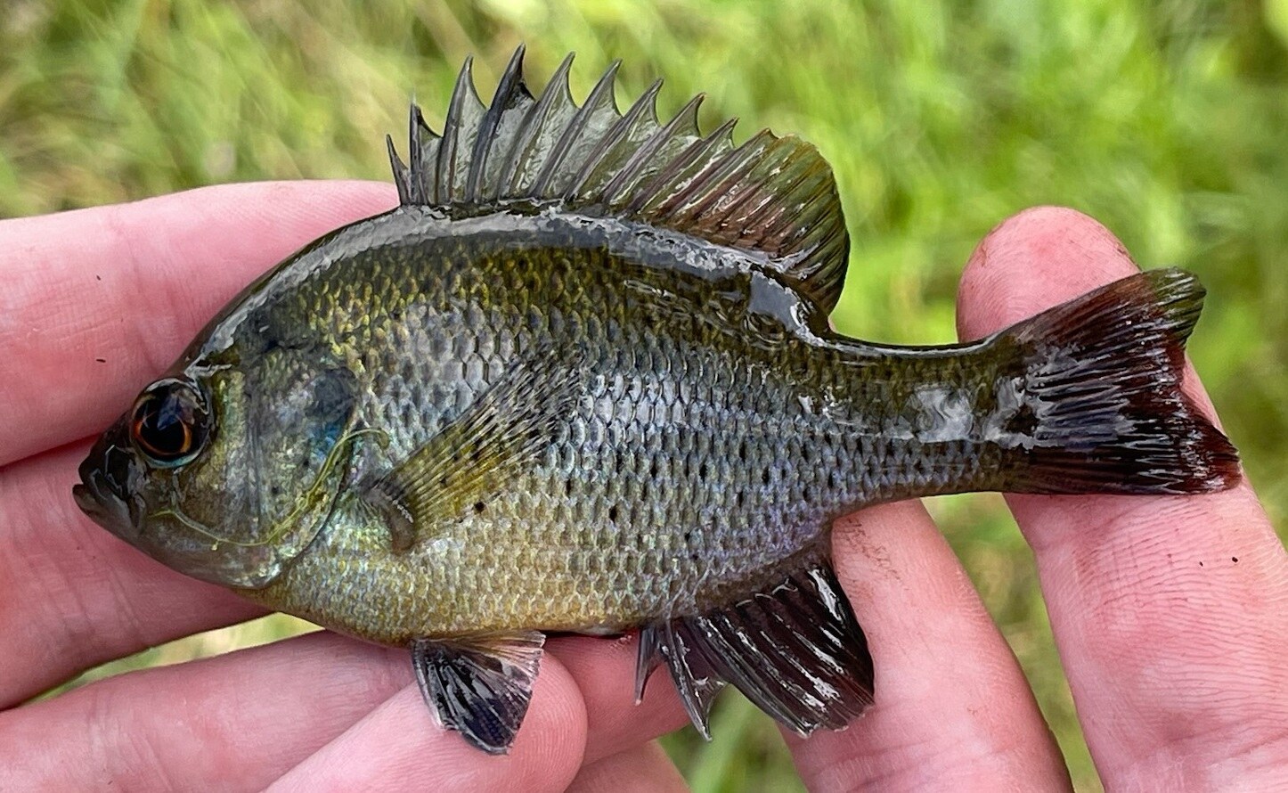 Spotted sunfish