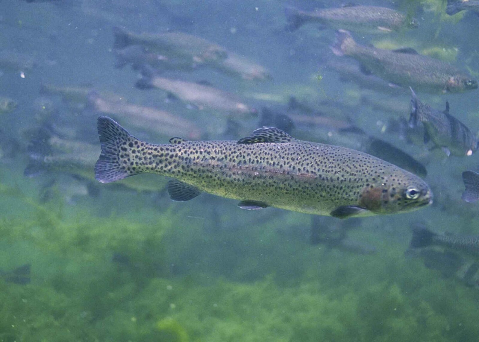 Stocked trout (rainbow, brown, brook)