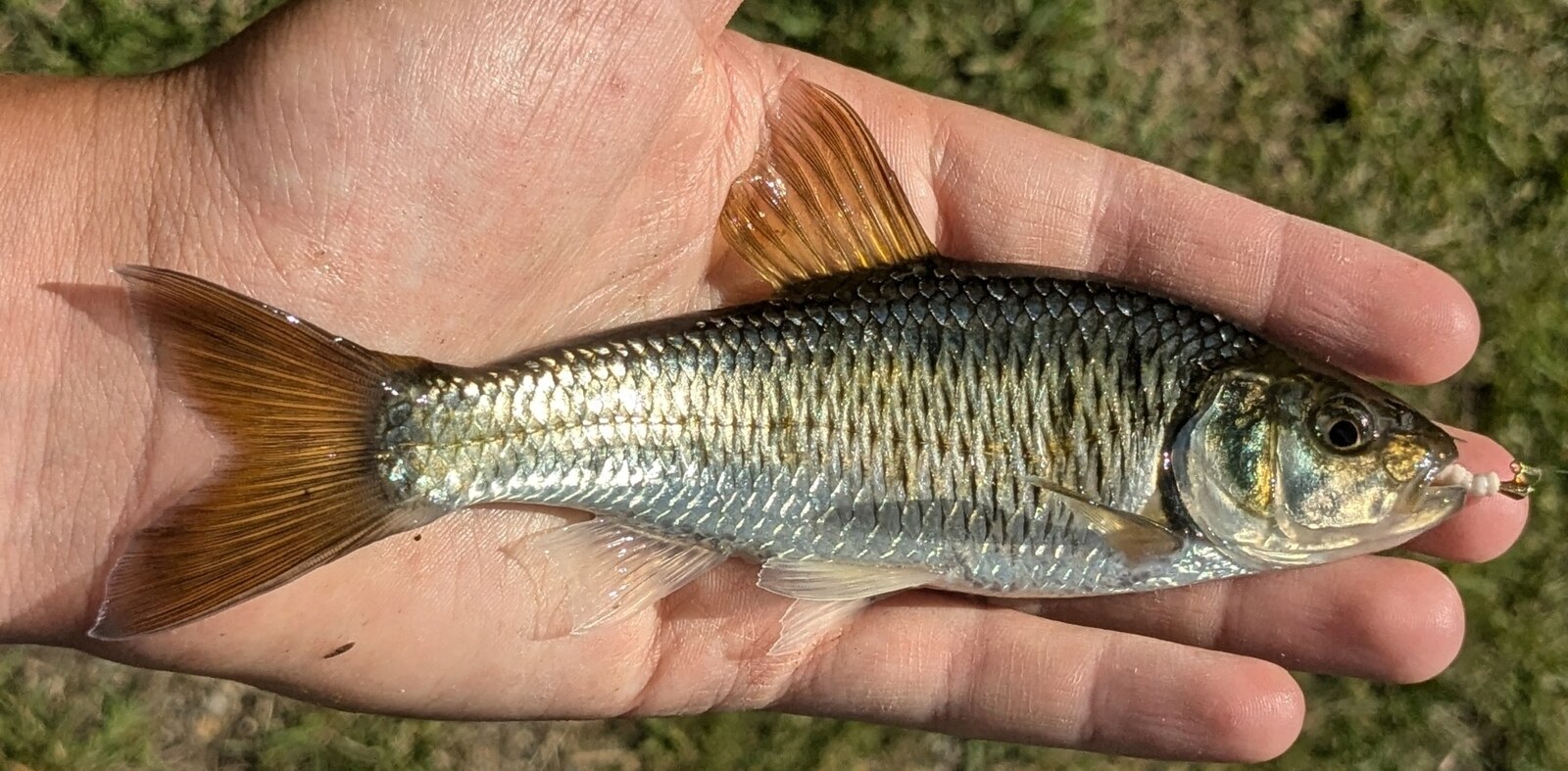 Striped shiner