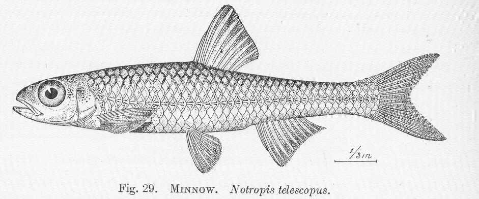 Telescope shiner