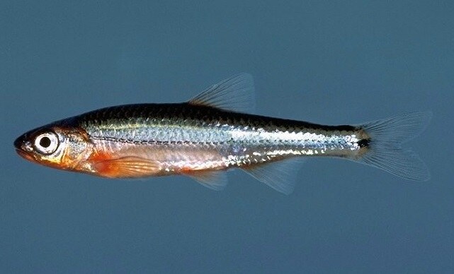 Tennessee shiner