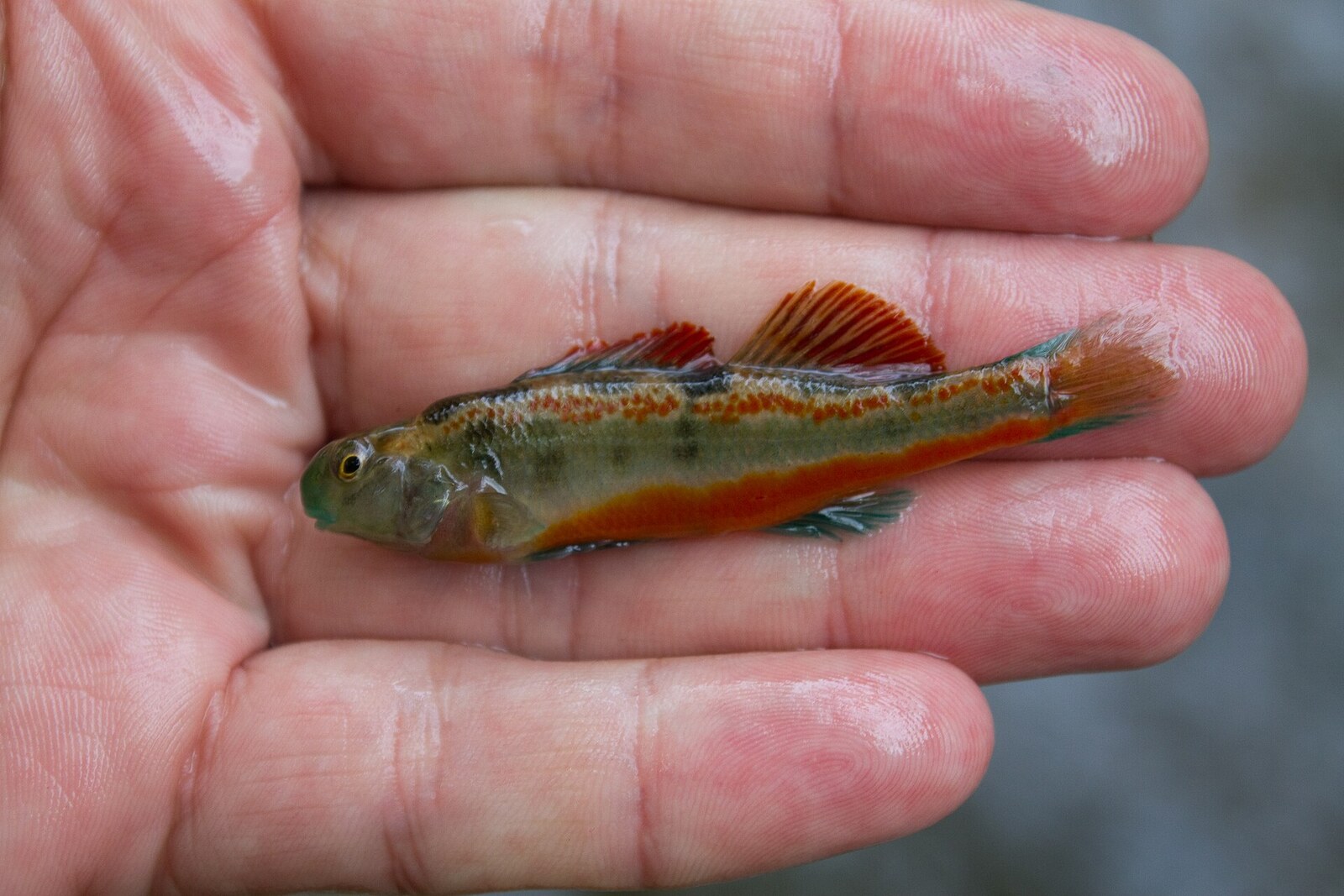 Tennessee snubnose darter