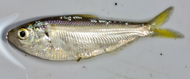 Threadfin shad