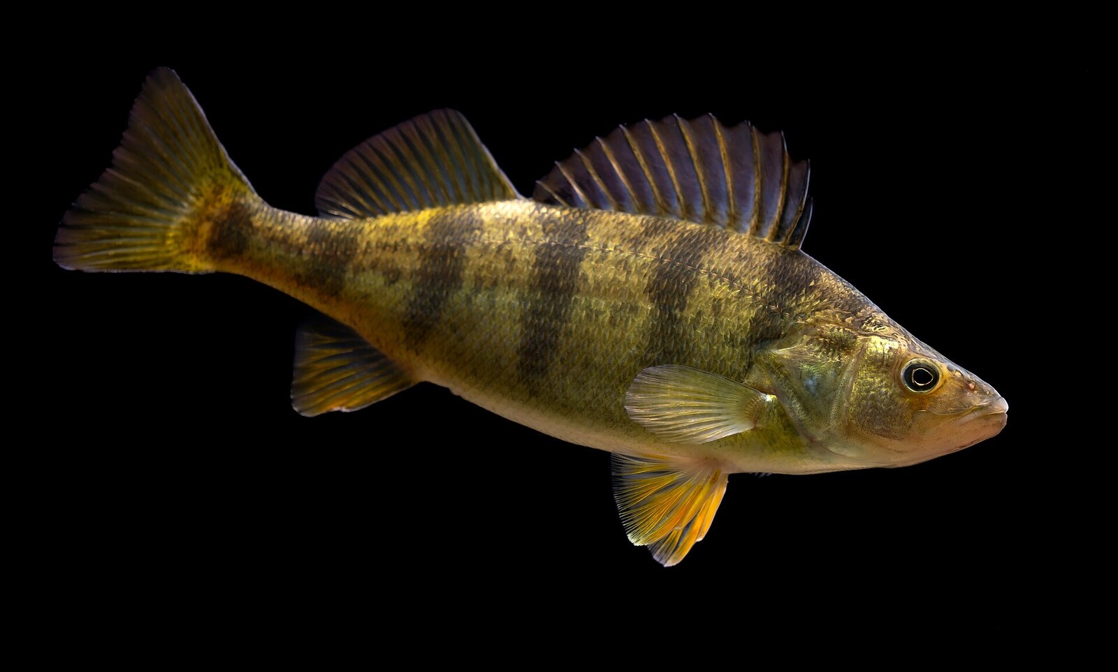 Yellow perch